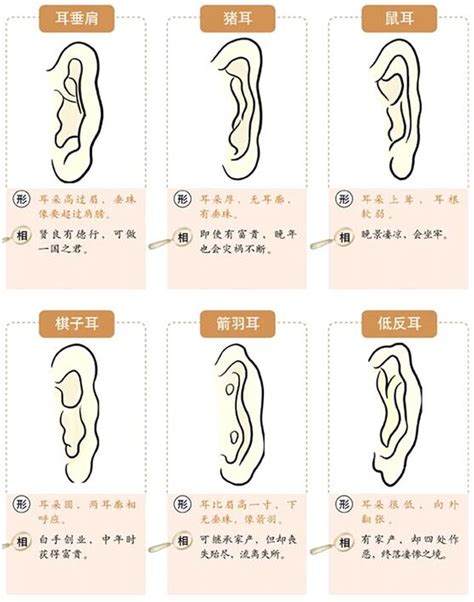 耳珠|面相耳朵图解【最详细版】 – 杨易德全集官网